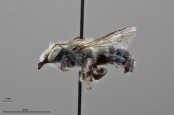 Media type: image;   Entomology 795019 Aspect: habitus lateral view